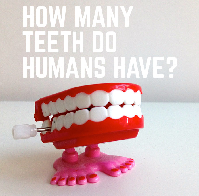 How Many Teeth Do Humans Have