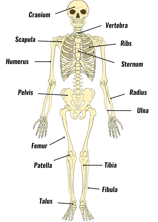 list of all bonest, skeleton